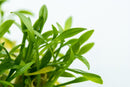 1-2-Grow! Cryptocoryne Parva Plant | Pisces