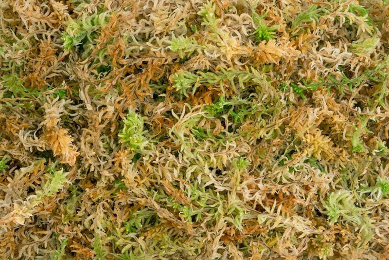 Besgrow Spagmoss New Zealand Sphagnum Moss | Pisces