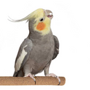 Super Bird Sure-Grip Grooming Perch | Pisces