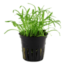 Tropica Blister Pack - Lilaeopsis brasiliensis - Pisces Pet Emporium