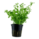 Tropica Blister Pack - Bacopa monnieri 'Compact' - Pisces Pet Emporium