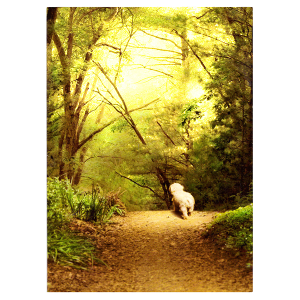 Avanti Dog On Path Pet Sympathy Card - Pisces Pet Emporium