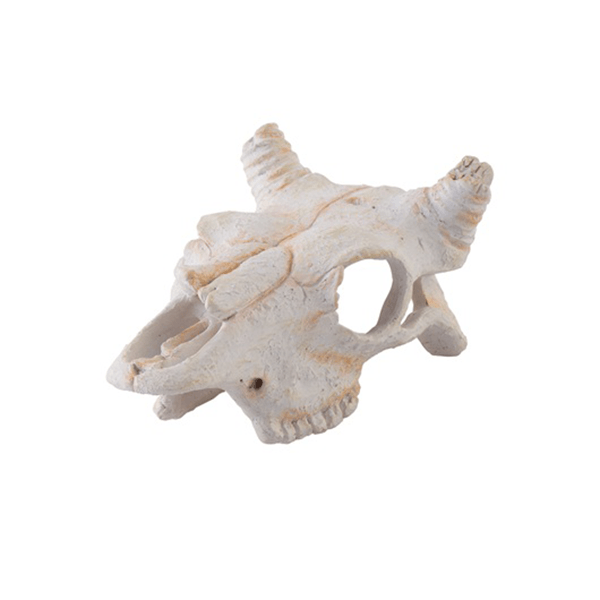 Exo Terra Buffalo Skull - Small - Pisces Pet Emporium