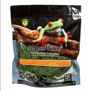 Galapagos Moss Vine - Pisces Pet Emporium