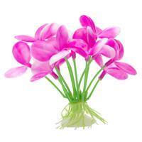 Marina Betta Pink Orchid - Pisces Pet Emporium