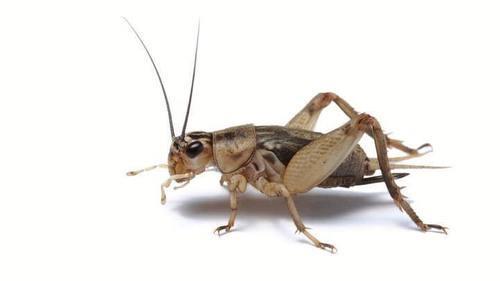 Pisces Crickets - 3 Week 25ct - Pisces Pet Emporium