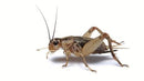 Pisces Crickets - 4 Week 25ct - Pisces Pet Emporium