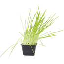 Pre-Grown Cat Grass - Pisces Pet Emporium