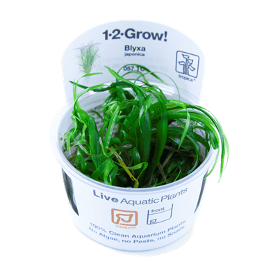 1-2-Grow! Blyxa japonica - Pisces Pet Emporium