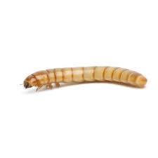 Pisces Jumbo Mealworms - 100-Pack - Pisces Pet Emporium
