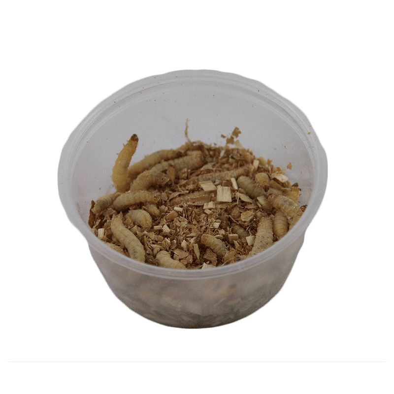 Pisces Wax Worms - 25-Pack - Pisces Pet Emporium