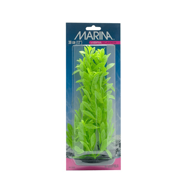 Marina Vibrascaper Hygrophila Plant - 30 cm - Pisces Pet Emporium