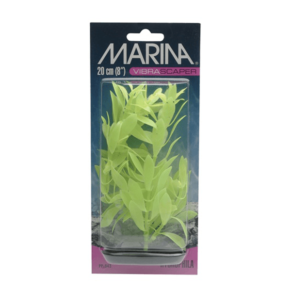 Marina Vibrascraper Hygrophila Plant - 20 cm - Pisces Pet Emporium