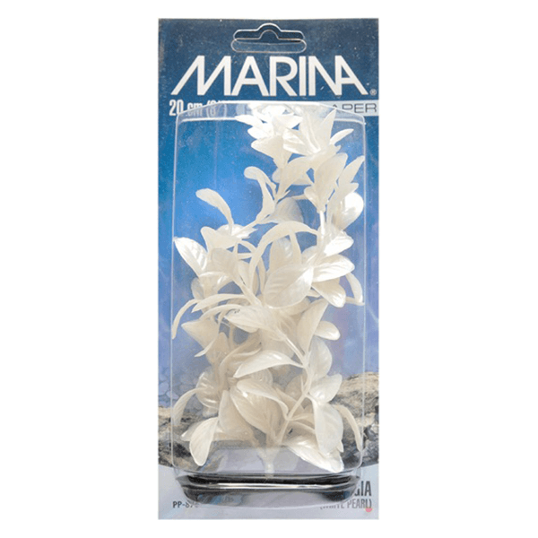 Marina Pearlscaper Plant Ludwigia - 20 cm - Pisces Pet Emporium