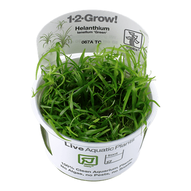 1-2-Grow! Helanthium tenellum 'Green' - Pisces Pet Emporium
