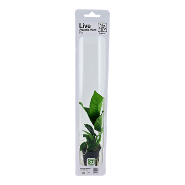 Tropica Blister Pack - Anubias barteri caladiifolia - Pisces Pet Emporium