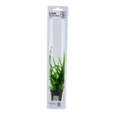 Tropica Blister Pack - Microsorum pteropus 'Narrow' - Pisces Pet Emporium