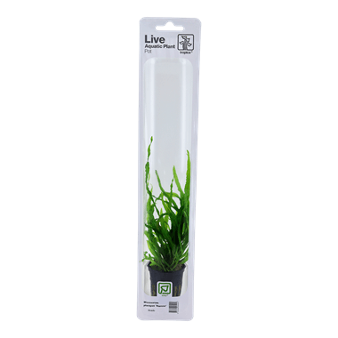 Tropica Blister Pack - Microsorum pteropus 'Narrow' - Pisces Pet Emporium