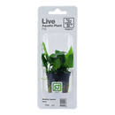 Tropica Blister Pack - Anubias barteri var. nana - Pisces Pet Emporium