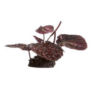 Fluval Plants Red Lotus with Base Small - Pisces Pet Emporium
