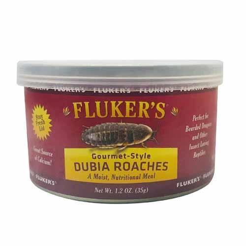 Fluker's Gourmet Style Dubia Roaches 35g - Pisces Pet Emporium