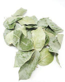 Jurassic Reptile Products - Rain Forest/Salal Leaves - Pisces Pet Emporium