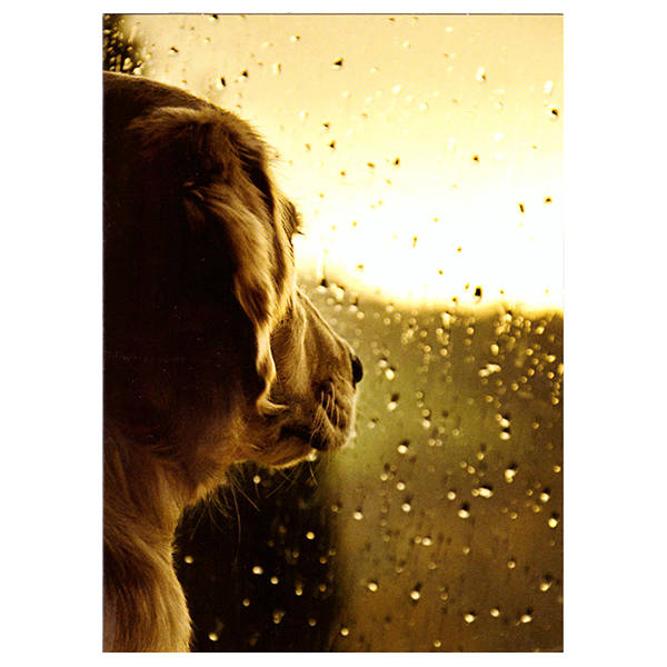 Avanti Dog At Rainy Window Pet Sympathy Card - Pisces Pet Emporium