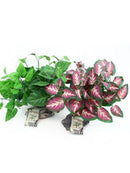 Pet-Tekk Habi-Scape Tropical Plant on Stone Base - Pisces Pet Emporium