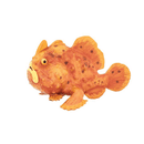 Safari Ltd. Frogfish - Pisces Pet Emporium