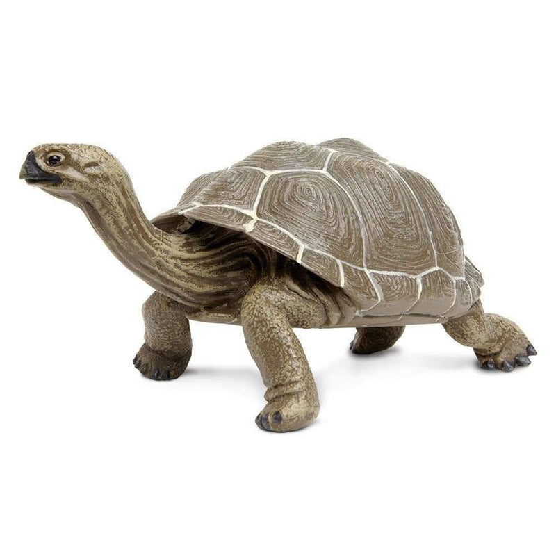 Safari Ltd. Tortoise - Pisces Pet Emporium