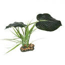 Komodo Woodland Canopy 42cm - Pisces Pet Emporium