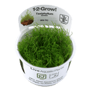 1-2-Grow! Taxiphyllum barbieri - Pisces Pet Emporium