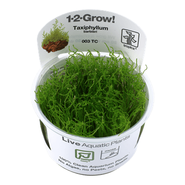 1-2-Grow! Taxiphyllum barbieri - Pisces Pet Emporium