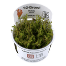 1-2-Grow! Rotala wallichii - Pisces Pet Emporium