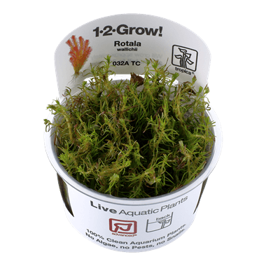 1-2-Grow! Rotala wallichii - Pisces Pet Emporium
