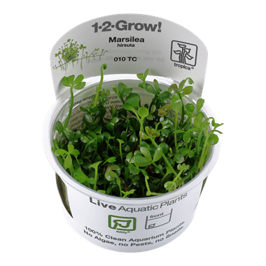 1-2-Grow Marsilea hirsuta - Pisces Pet Emporium