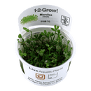 1-2-Grow! Marsilea crenata - Pisces Pet Emporium
