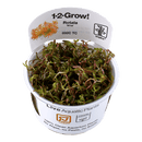 1-2-Grow! Rotala rotundifolia 'H'ra' - Pisces Pet Emporium