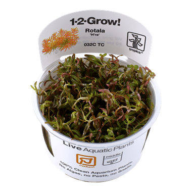 1-2-Grow! Rotala rotundifolia 'H'ra' - Pisces Pet Emporium