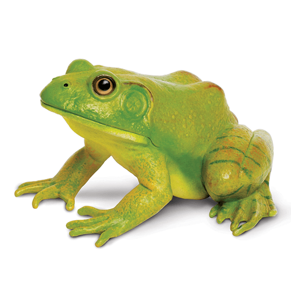 Safari Ltd. American Bullfrog - Pisces Pet Emporium