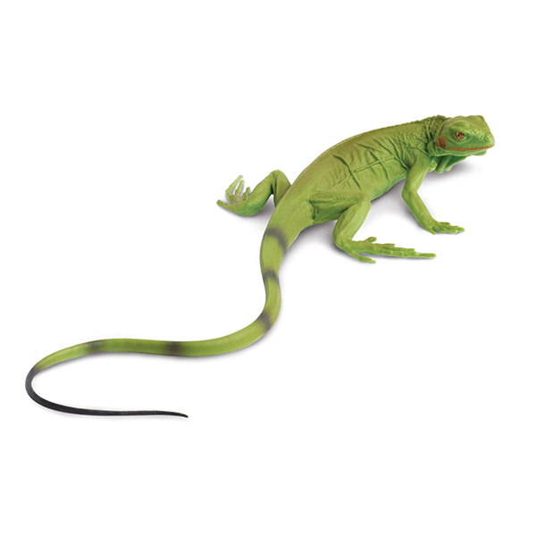 Safari Ltd. Baby Iguana - Pisces Pet Emporium