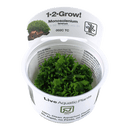 1-2-Grow! Monosolenium tenerum - Pisces Pet Emporium