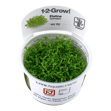 1-2-Grow! Elatine hydropiper - Pisces Pet Emporium