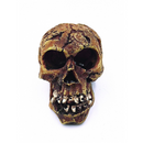 Aqua Fit Skull - Large - Pisces Pet Emporium
