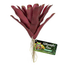 Zoo Med Naturalistic Flora - Fireball Bromeliad - Pisces Pet Emporium