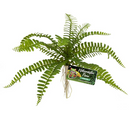 Zoo Med Naturalistic Flora - Sword Fern - Pisces Pet Emporium