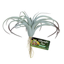 Zoo Med Naturalistic Flora - Tillandsia Air Plant - Pisces Pet Emporium