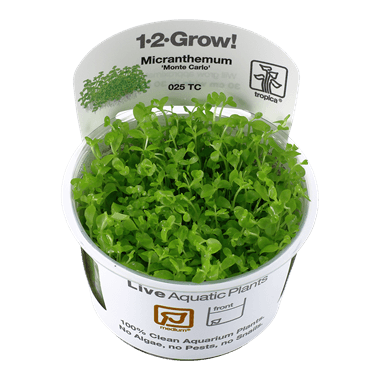 1-2-Grow! Micranthemum tweediei 'Monte Carlo' - Pisces Pet Emporium