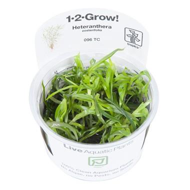 1-2-Grow! Heteranthera zosterifolia - Pisces Pet Emporium