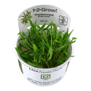 1-2-Grow! Cryptocoryne wendtii 'Green' - Pisces Pet Emporium
